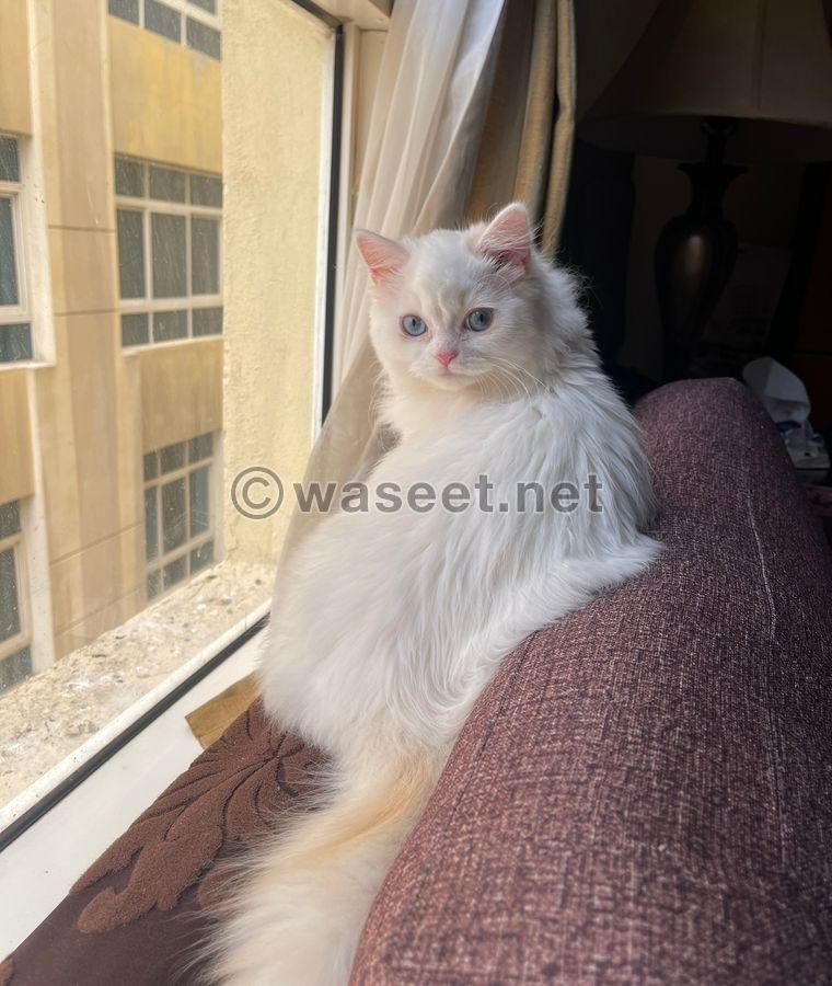 Persian cat  3