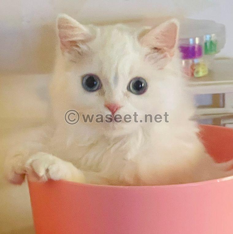 Persian cat  4