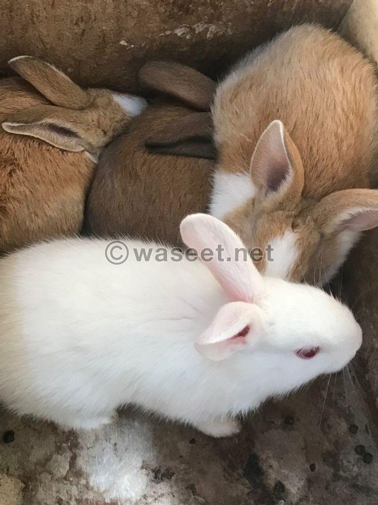 Baby rabbits for sale 0