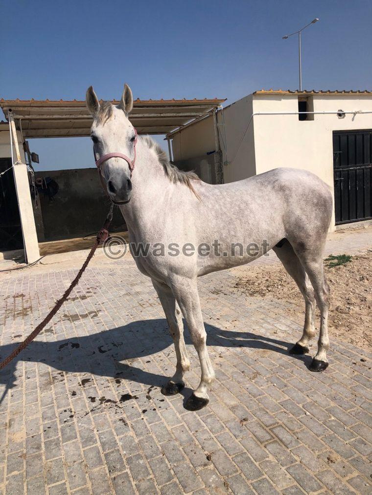 Arabian horse for sale  0