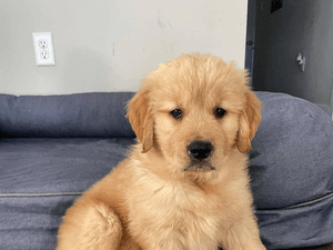 Golden Retriver Puppy 