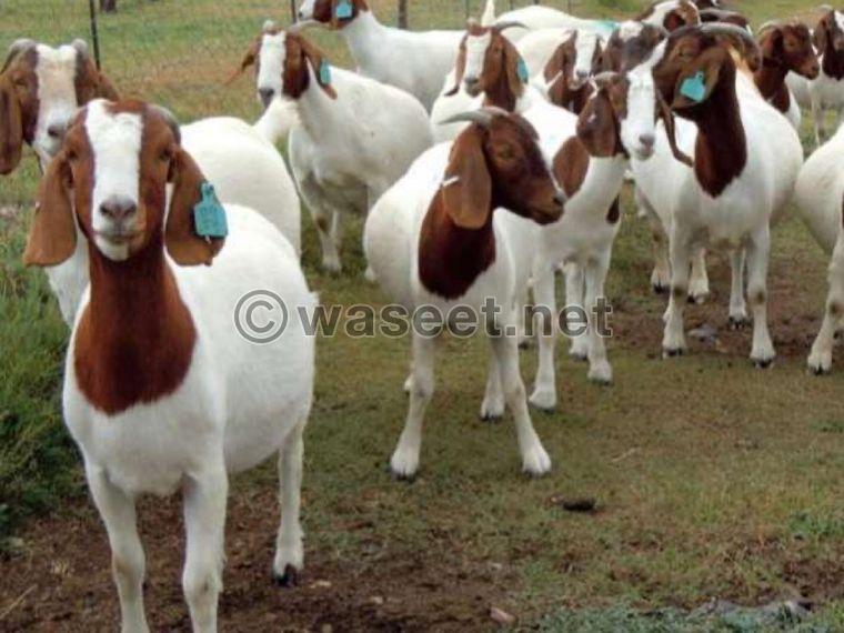 Boer goat for sale 0