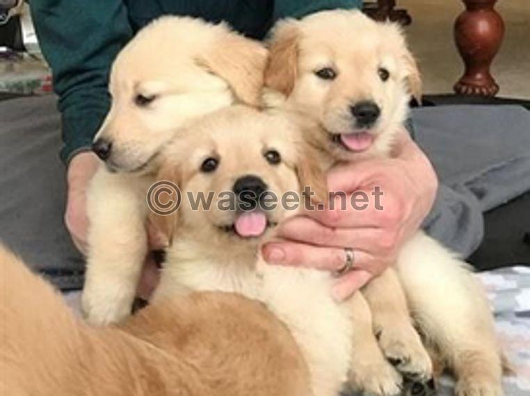  Golden Retriever dogs for adoption 0