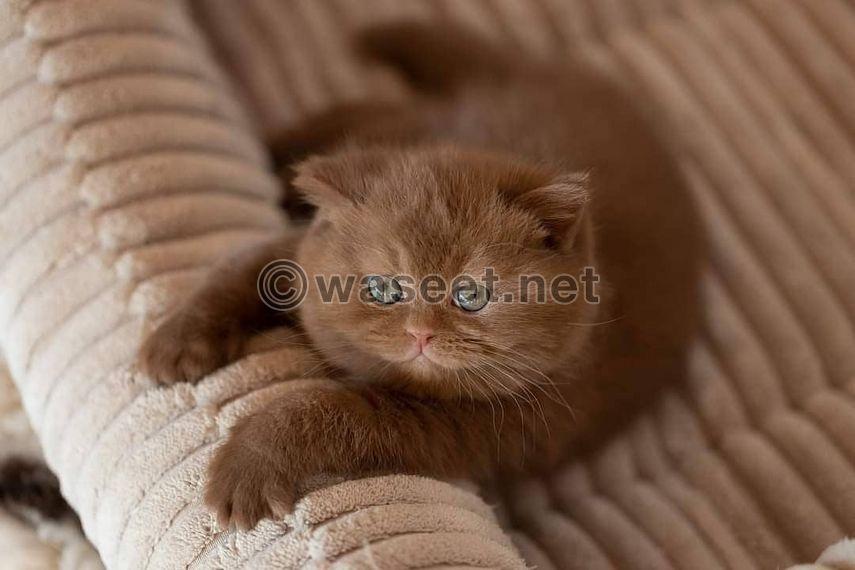 British shorthair kitten available  0