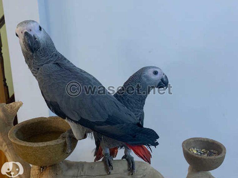 African Grey parrot 1