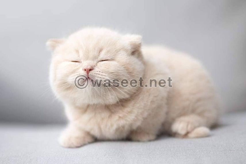 British shorthair kitten available  2
