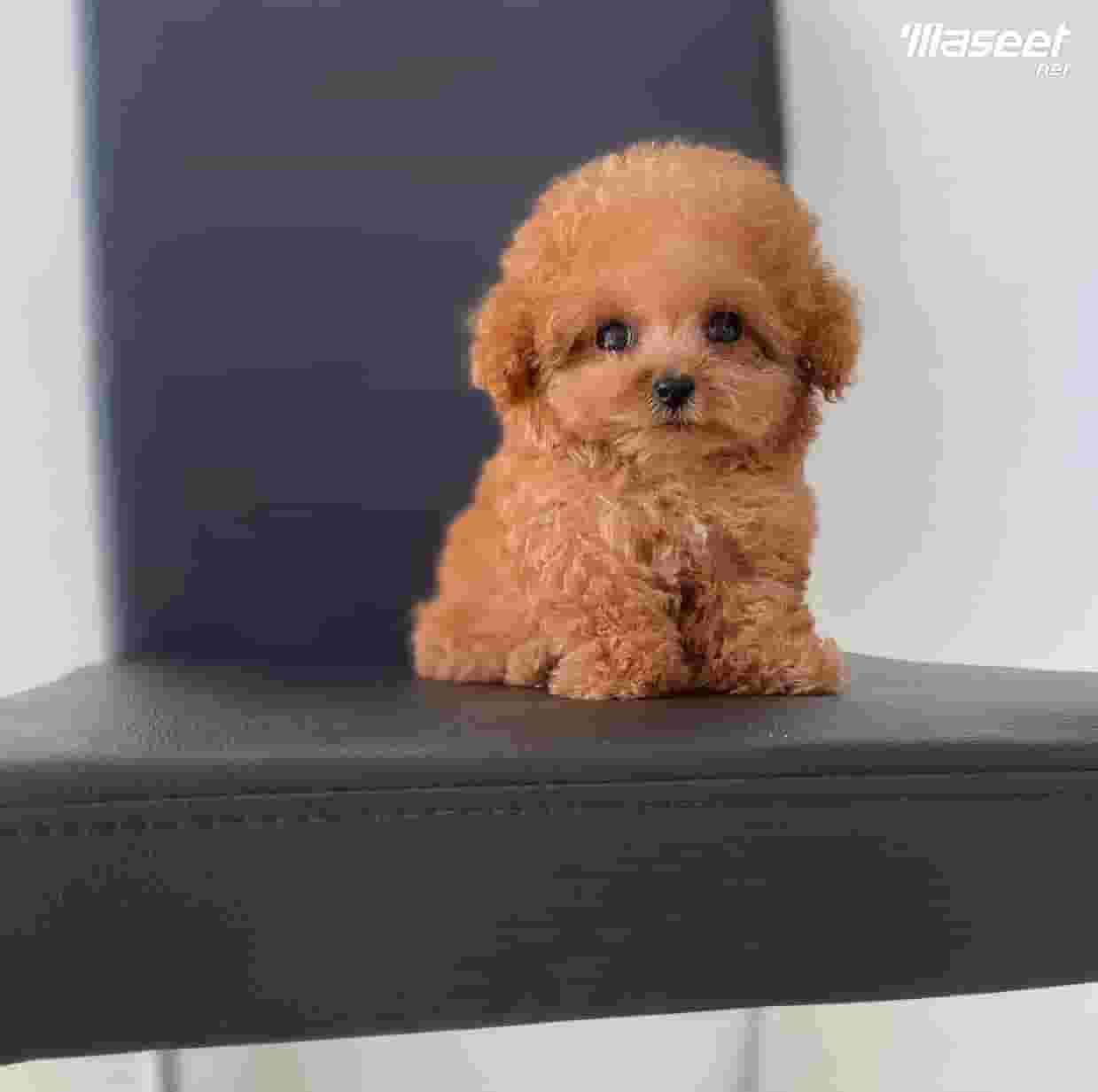 Mini Toy Poodle Mini Toy Poodle