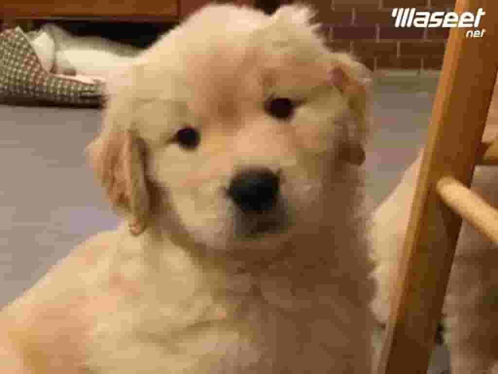 Labrador Retriever Labrador Retriever