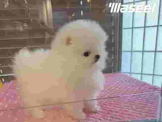 Pomeranian Puppy Pomeranian Puppy